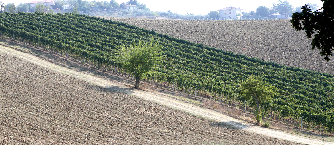 Vitigno Azienda vinicola Baldarelli Valerio