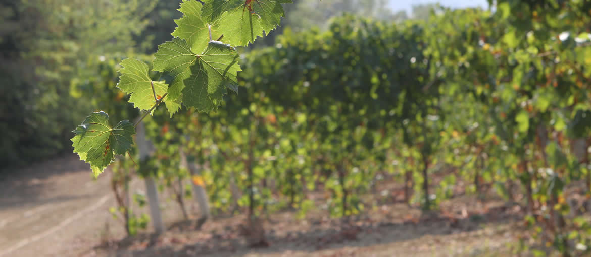 Vigna Azienda Vinicola Baldarelli Valerio a Corinaldo