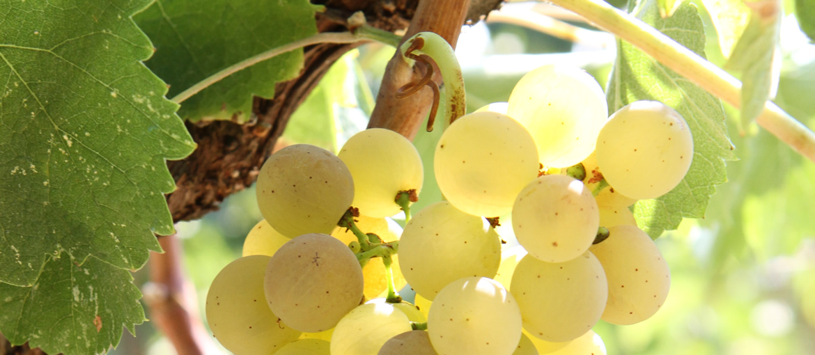 Uva bianca da cui si produce il Verdicchio Baldarelli